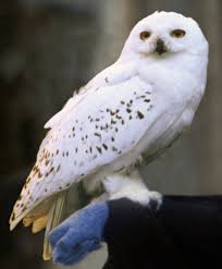 Maybe you would like to learn more about one of these? Was Ist Der Unterschied Zwischen Una Civetta Und Un Gufo Hinative