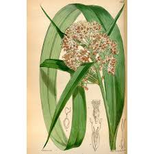 Image result for Hypolytrum