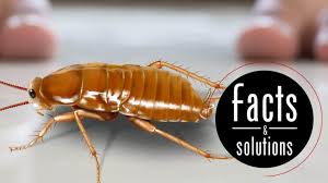 i saw one cockroach. should i be