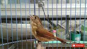 Download mudah suara burung prenjak gacor untuk pikat mikat burung perenjak cinenen ciblek di alam. Burung Flamboyan Gacor Youtube