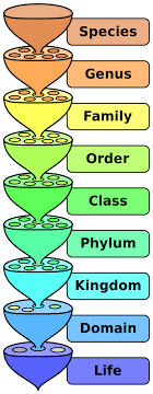 File Biological Classification L Pengo Svg Wikipedia