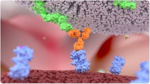 C'est le programme que la méthode scientifique va proposer d'épuiser pour l'heure qui vient. Quels Sont Des Anticorps Monoclonaux De Bispecific
