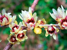 L fragrantissim does not generally require pruning, although it's size can be checked by pruning. Alys Fowler This Plant Is Hellbent On Bringing All The Bees To Your Yard Gardening Advice The Guardian