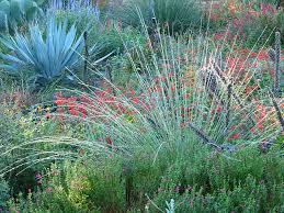 And we can ship anywhere. Why Do I Need Native Plants In My Yard