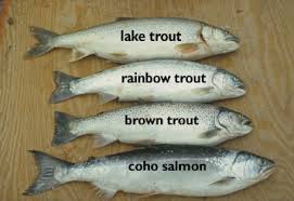 Tonys Fish Id Identifying Trouts And Salmons