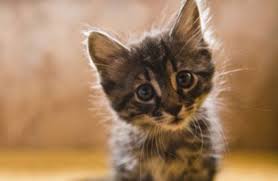 El día internacional del gato el 20 de febrero. Dia Internacional Del Gato La Verdad