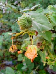 Image result for Abutilon indicum