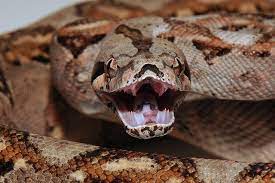 Untitled Beautiful Snakes Cute Reptiles Reptiles And Amphibians
