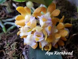 Image result for Andrachne ovalis