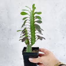 Image result for Euphorbia dedzana