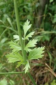 Image result for Pimpinella robynsii