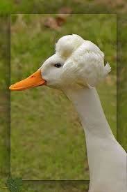 Crested Goose Animals Beautiful Pet Birds Pretty Birds