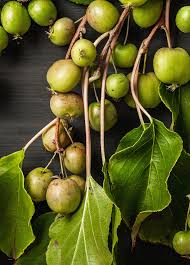 Image result for Actinidia