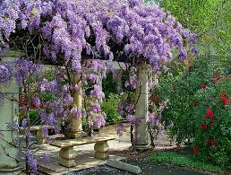 We find this climbing vine with aromatic flowers growing as a weed in our area. Climbing Plants An English Gardener In The Philippines Magical Garden Wisteria Arbor Wisteria