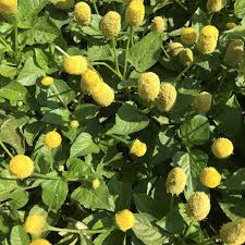 Image result for Spilanthes