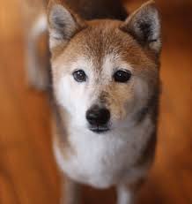 An intelligent dog can be well trained as they are the little territorial dog that can be slightly aggressive if offended. Dc Shiba Inu Rescue Washington Dc Rescue That Specializes In Shiba Inu But Also Takes In Similar Primitive And Mixed Breeds