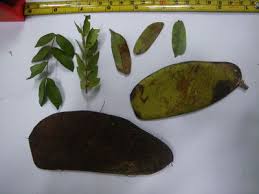 Image result for Julbernardia seretii