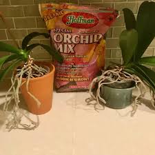 Traumhafte orchideen ab 17,99 € bei blume2000.de. How To Repot An Orchid An Illustrated How To Guide