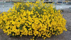Image result for Helianthus angustifolius
