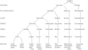 Dog Taxonomy Chart Dog Canis Is In Fact The Latin Word For