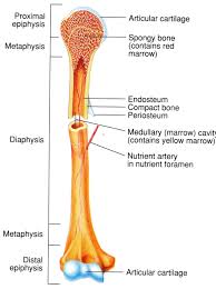 Diagram of a long bone. Skeletal System Diagrams