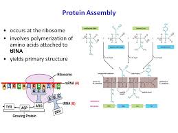 A protein is composed of one or more long chains of amino acids, the sequence of which corresponds to the dna sequence of the gene that encodes there are 4 levels of structure in proteins. Protein Structure Ppt Download