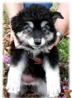 Wolf Hybrid Puppies for Sale - Next Day Pets