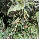 Image result for Cissus petiolata