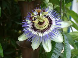 Image result for Passiflora caerulea