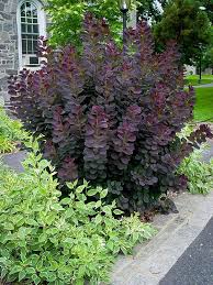 Maybe you would like to learn more about one of these? Royal Purple Smoke Trees For Sale Online The Tree Center