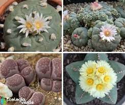 15 Tipos De Cacto Nomes Fotos E Cuidados Com O Video