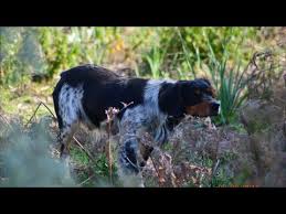 Corse Epagneul Breton A L Arret Sur Caille Sauvage Avec Gopro 3 Black Youtube