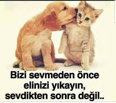 Sena Meric Adli Kullanicinin Candostlarimiz Panosundaki Pin Hayvan Haklari Evcil Hayvanlar Hayvanlar