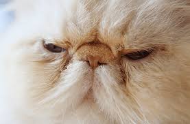 Mounting Evidence To Prove That Flat Faced Cat Breeds Are Suffering Katzenworld