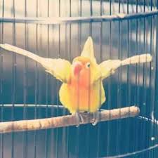 Music suara burung dudut 100% free! Download Suara Lovebird Betina Kawin Mp3 Binatang Peliharaan