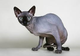 Das gilt auch für haarlose katzen wie die kanadische sphynx. Katzen Rassekatzen Sphynx Tieranzeigen Seite 2