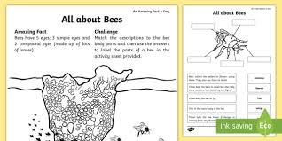We did not find results for: Ks1 All About Bees Worksheets Teaching Resources