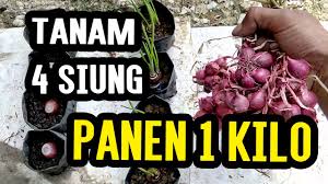 Setelah memanen dan ingin mengulang menanam, jangan lupa mengganti tanah agar tidak jenuh. Sempat Gak Percaya Ternyata Ini Cara Menanam Bawangmerah Hasilnya Wah Wah Youtube