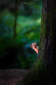 Red And Green By William Steel Relax With This Nature Photo Relax More With This Free Music With Binauralbeats That Can Heal You Landscaping Lands