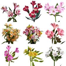 Fresh Alstroemeria Flowers 80 Stems 320 Blooms Alstroemeria Assorted 80 The Home Depot