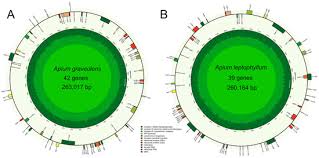 Image result for Apium leptophyllum