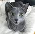 Russian Blue Cat Breed Profile | Petfinder