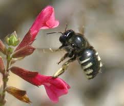 They also have a thin, wasp waist. Fairly Large Bee With Black And Pale Yellow Stripes Backend Xylocopa Tabaniformis Bugguide Net