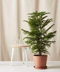You Can Keep Your Christmas Tree Year Round With These Potted Evergreens Apartment Therapy Potted Christmas Trees Pine Christmas Tree Norfolk Pine