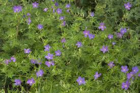 Acer Buergerianum Au Jardin De La Salamandre En Dordogne Plantes Violettes Jardins Dordogne