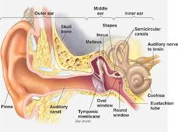 A molecular orbital diagram, or mo diagram, is a qualitative descriptive tool explaining chemical bonding in molecules in terms of molecular orbital theory in general and the linear combination of atomic orbitals (lcao) method in particular. Draw A Diagram Showing The Internal Structure Of The Human Ear And Label The Following A Ear Drum B Cochlea