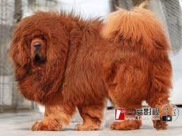 Tibetan Mastiff Puppy Fuzzy Today Tibetan Mastiff Dog Tibetan Mastiff Dogs