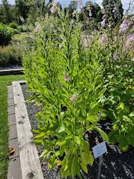 Image result for Pedaliaceae