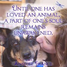 Vegan, free quote pictures for facebook, twitter, linkedin, reddit, pinterest and other social networks. Until One Has Loved An Animal A Part Of One S Soul Remains Unawakened Sunvet Animal Wellness