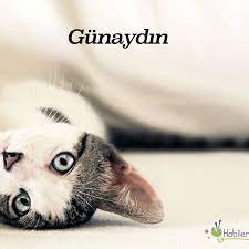 gunaydin morning kedi cat beautiful cats good morning animals